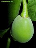Datura arborea